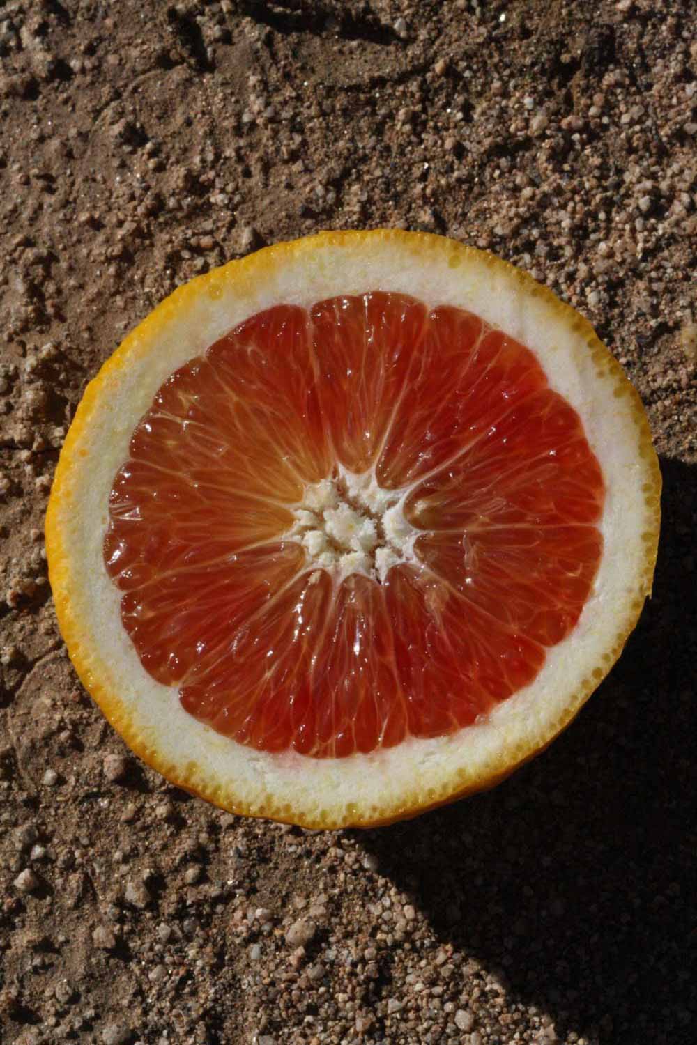            Fruit cross-section (Bream Tarocco, Riverside, CA)   